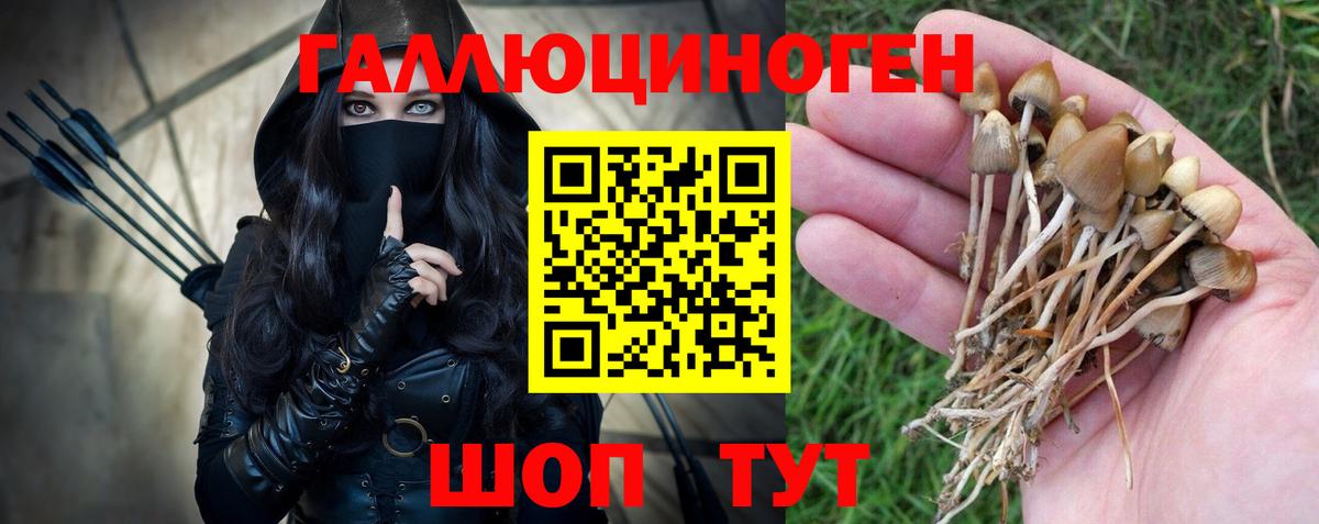 Галлюциногенные грибы Psilocybine cubensis Кировск